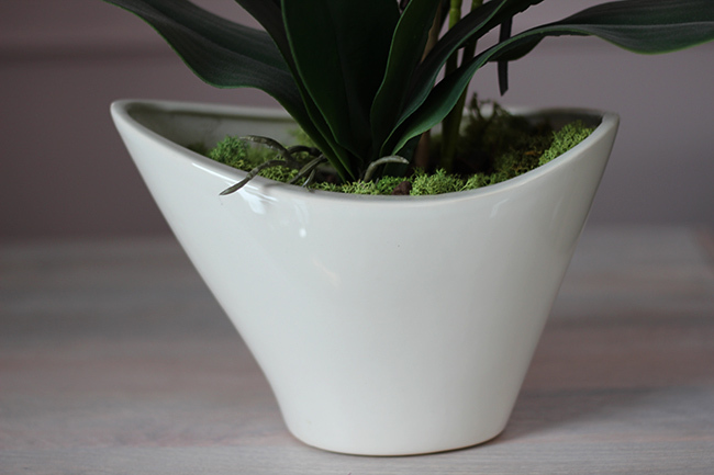 Castello Fuksja w eleganckiej, asymetrycznej donicy, wys.52cm