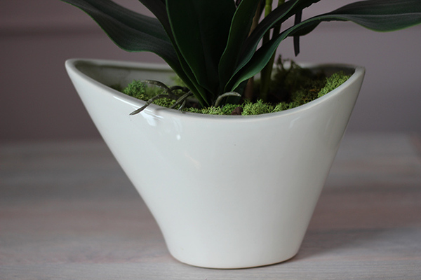 Castello Fuksja w eleganckiej, asymetrycznej donicy, wys.52cm