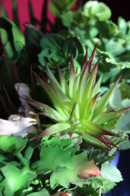 efektowna kompozycja Sukulenty, wym.40x50cm