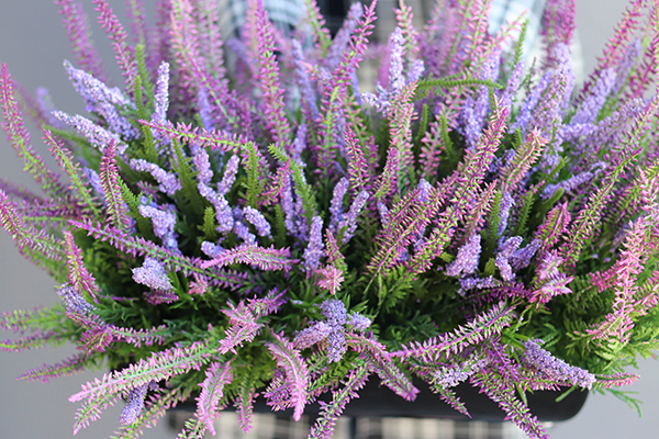 kompozycja kwiatowa w czarnej donicy, Wrzosy Novelty, wym.28x55cm  