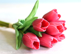 bukiet tulipanów gumowych, Menato Pink, 7szt. dł.27cm