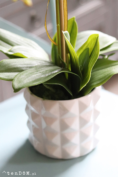 atrakcyjny gumowy storczyk, Travista Retania, wys.65cm