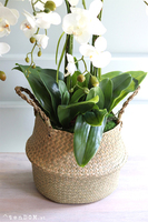 Georgia Big 3, efektowny storczyk w koszu z trawy, wys.86cm