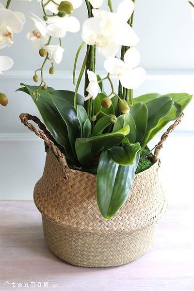 Georgia Big 3, efektowny storczyk w koszu z trawy, wys.86cm