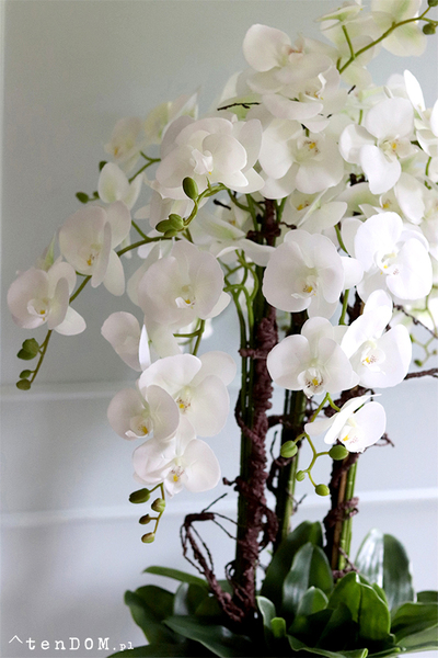 Grande Fiberglass Extra, biały storczyk w czarnej donicy z fiberglass, wys.142cm