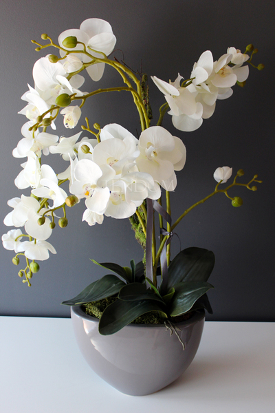 dwa storczyki w szarych donicach Rebeca, wys. obu 69 i 68cm