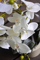 storczyk Terranova w kremowej donicy, wys.69cm