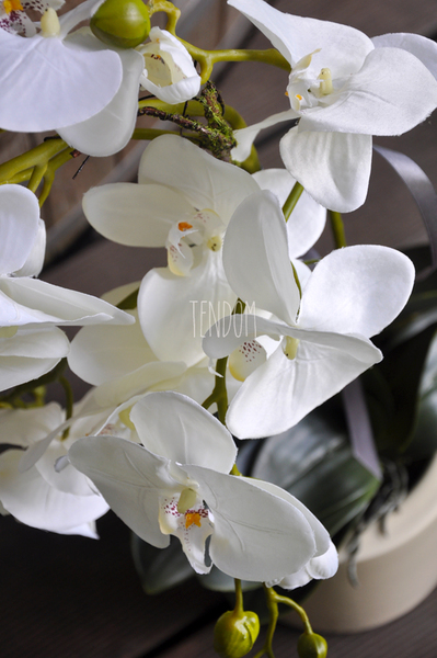 storczyk Terranova w kremowej donicy, wys.69cm