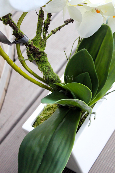 storczyk Banerra w minimalistycznej donicy, wys.45cm