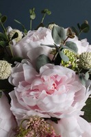 kompozycja kwiatowa / bukiet / Flowerbox, Kamelia, wys.38cm