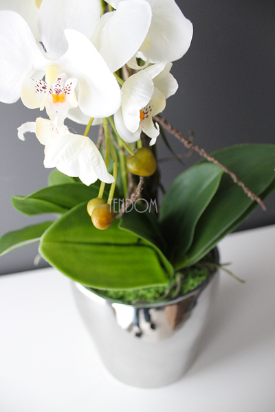 storczyk Sanaro Silver w srebrnej donicy, wys.62cm