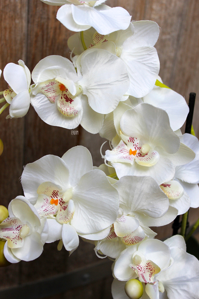 storczyk Madelene w eleganckiej donicy, wys.54cm