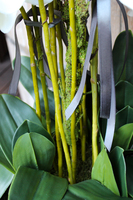 bardzo duży storczyk Home Design White Grande w donicy, wys.125cm 