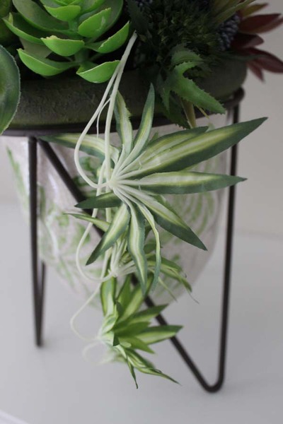 bajeczna kompozycja sukulenty Marocco, wys.50cm