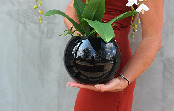 elegancki storczyk w szklanej czarnej donicy, Renata, wys.52cm