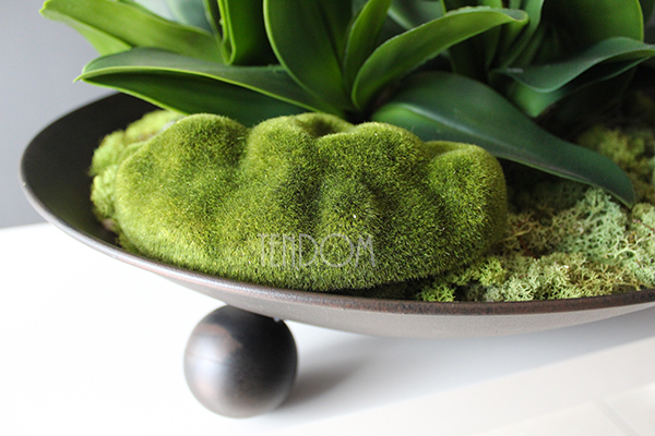 bardzo duży storczyk Fire Grande, wys.80cm 