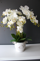 Prima kremowy storczyk w ażurowej donicy wys.66cm