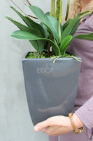 storczyk Grafit w ceramicznej, czarnej donicy wys.78cm