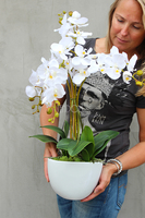 Cinderella Big, elegancki storczyk w białej donicy, wys.74cm