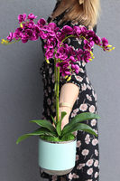 różowy storczyk Lukrecja, wys.60cm