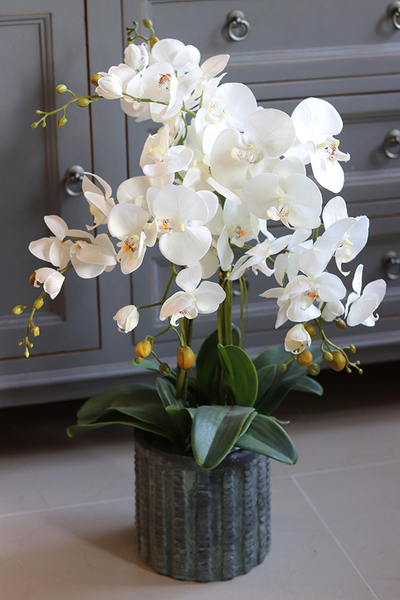 efektowny storczyk w cementowej donicy, Teofila, wys.72cm 