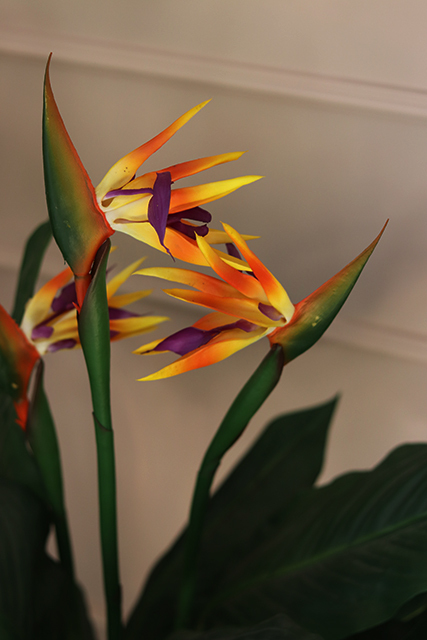 oryginalna kompozycja Strelicja La Luna, wys.110cm