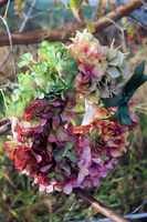 Jesienna Hortensja wianek na drzwi, śr.28cm