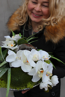 Deko Storczyk kompozycja kwiatowa w cynowanym ekskluzywnym naczyniu, śr.28cm