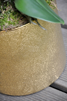 storczyk Cesarski w złotej donicy wys.68cm