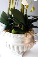 duży storczyk w eleganckim pucharze Carlos wys.90cm