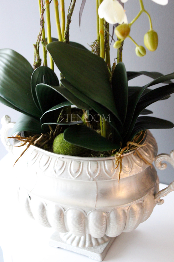duży storczyk w eleganckim pucharze Carlos wys.90cm