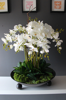 bardzo duży storczyk Fire Grande, wys.80cm 