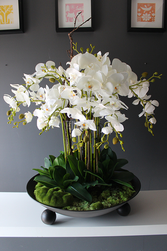 bardzo duży storczyk Fire Grande, wys.80cm 