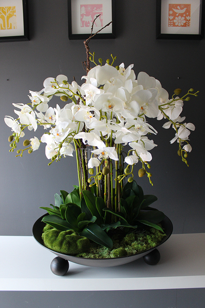 bardzo duży storczyk Fire Grande, wys.80cm 