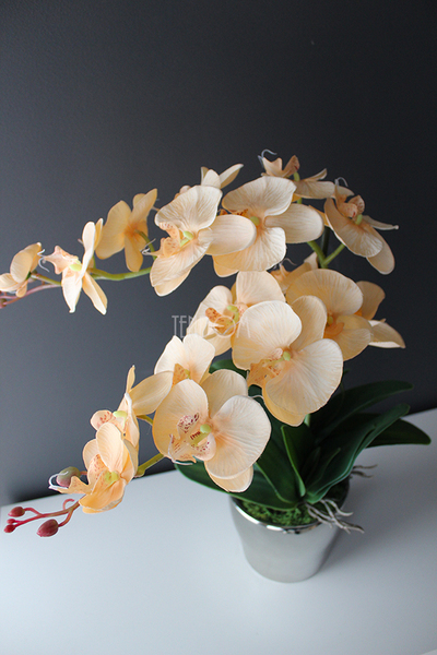 cudowny storczyk Salmon w srebrnej donicy, wys.50cm