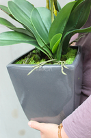 storczyk Grafit w ceramicznej, czarnej donicy wys.78cm