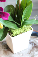 fioletowy storczyk w ceramicznej donicy, Leminato, wys.63cm 