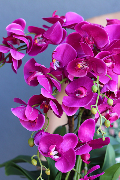 Fuksja Liwona, elegancki storczyk w srebrnej ceramicznej donicy, wys.60cm