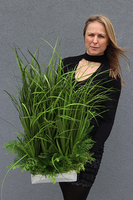 Minolla, nowoczesna kompozycja traw i sukulentów, wys.78cm