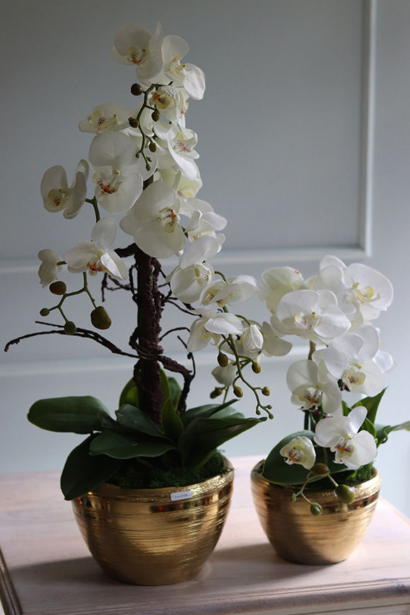 Goldisya Malla Big, elegancki storczyk w złotej osłonce, wys.62cm