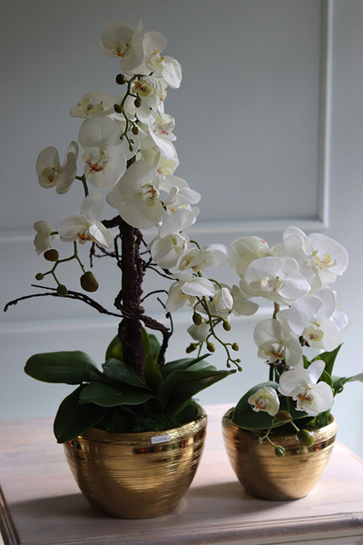 Goldisya Malla Big, elegancki storczyk w złotej osłonce, wys.62cm