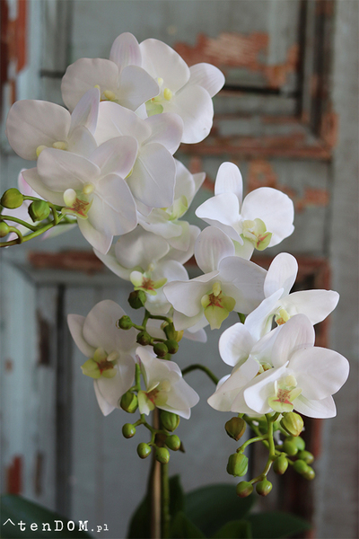 gumowy storczyk Retania w białej donicy, wys.64cm 