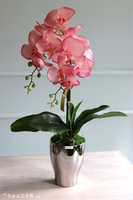 Luciende, różowy storczyk w srebrnej donicy wys.64cm