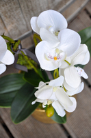 storczyk Cesarski w złotej donicy wys.68cm