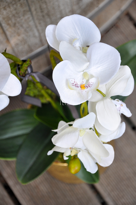 storczyk Cesarski w złotej donicy wys.68cm