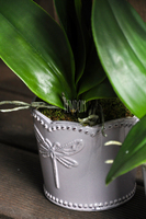 Dragonfly 2 sztuczny storczyk w bieli, szara donica wys. ok. 49cm 