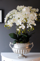 duży storczyk w eleganckim pucharze Carlos wys.90cm