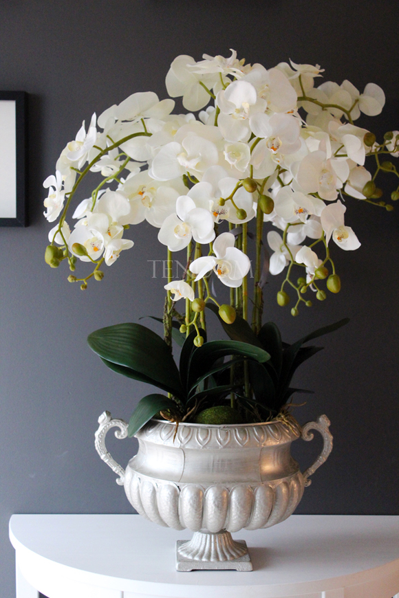 duży storczyk w eleganckim pucharze Carlos wys.90cm
