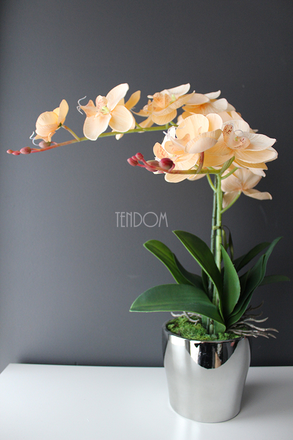 cudowny storczyk Salmon w srebrnej donicy, wys.50cm