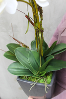 storczyk Grafit w ceramicznej, czarnej donicy wys.78cm